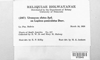 Maravalia elata image